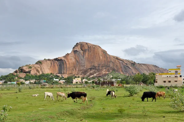 Индийская деревня и коровы — стоковое фото