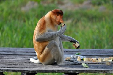 Proboscis Monkey clipart