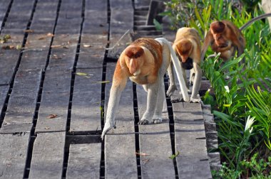 Proboscis monkies clipart