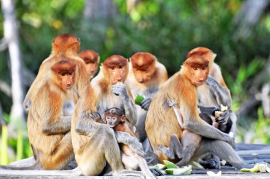 Group of Proboscis Monkeys clipart