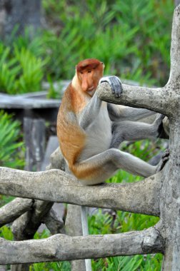 Proboscis Monkey clipart