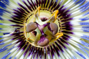 Mavi passiflora