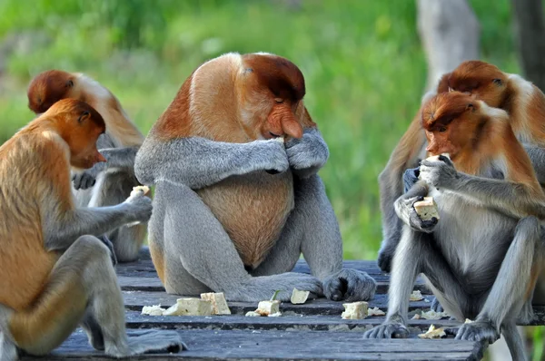 Gruppo di scimmie Proboscide — Foto Stock