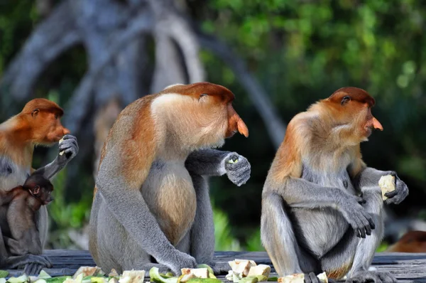 코 원숭이의 그룹 — 스톡 사진