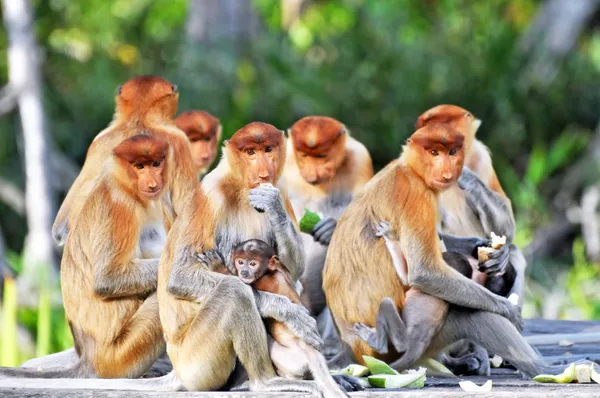 Grupo de macacos da probóscide — Fotografia de Stock
