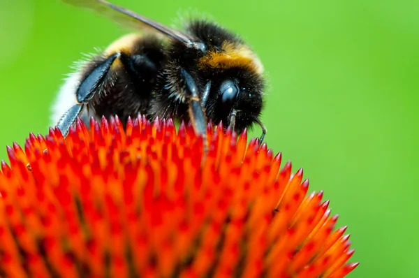 stock image Bumblebee