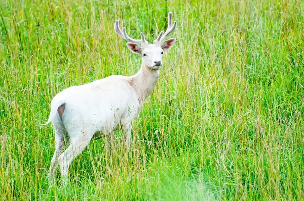 White Fallow Deer — Stock Photo, Image