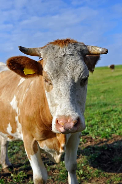 Vaca în natură — Fotografie, imagine de stoc