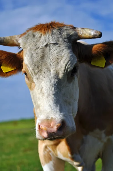Vaca în natură — Fotografie, imagine de stoc