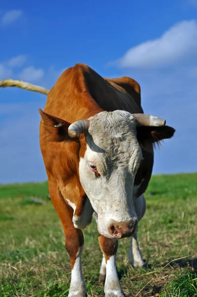 Vaca na natureza — Fotografia de Stock