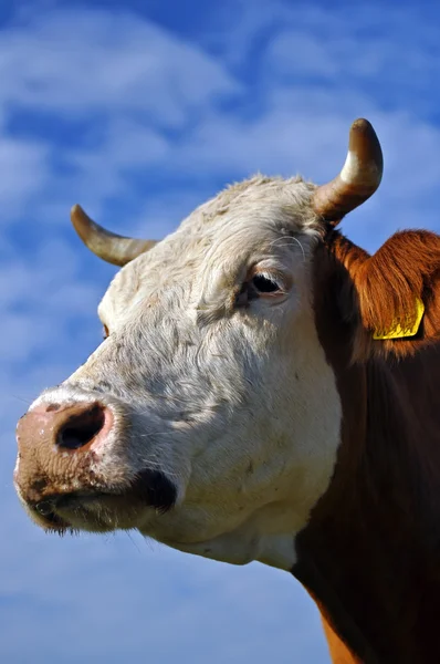 Vaca en la naturaleza —  Fotos de Stock