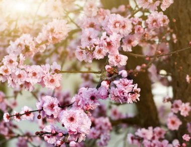 Spring cherry blossoms, shallow DOF clipart