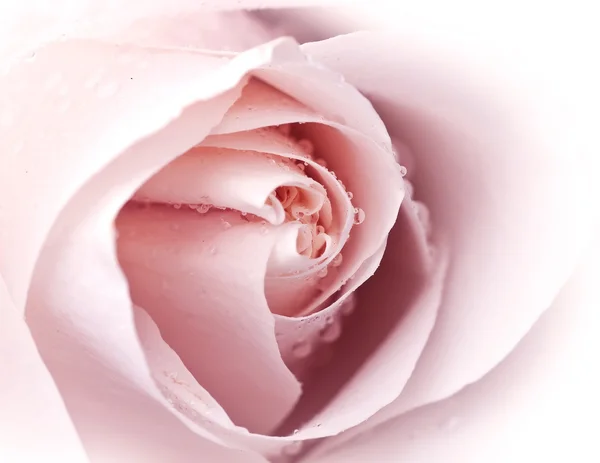 Close up de rosa rosa — Fotografia de Stock