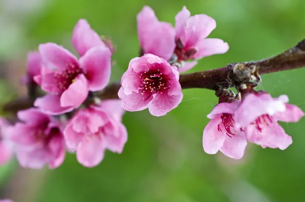 Closeup on the branch with peach flowers — Stock Photo, Image