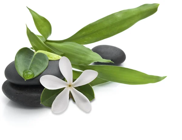 Stones with green leafs and white flower — Stock Photo, Image