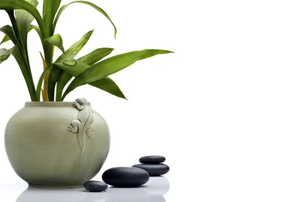 Pot élégant en céramique avec feuilles et pierres de bambou — Photo