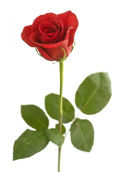 Schöne rote Rose Stockfoto