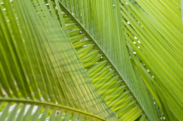 Frisches grünes Palmblatt, für Hintergrund verwendbar, geringe Tiefe lizenzfreie Stockfotos
