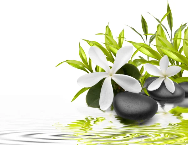 Nasse Steine mit grünen Blättern und Blumen im Wasser Stockbild