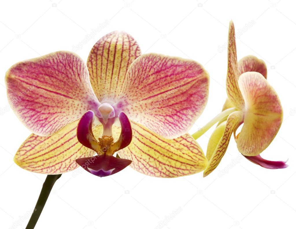 Beautiful orchid isolated on white