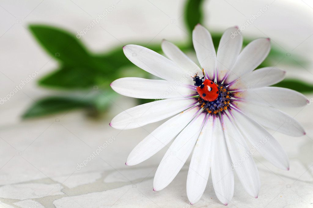 Ladybug on daisy flower. Macro close-up, shallow depth of field