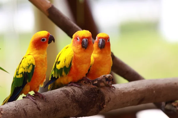 Three Parrots — Stock Photo, Image