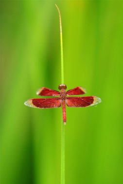 Zebra Heliconius vlinder - 1