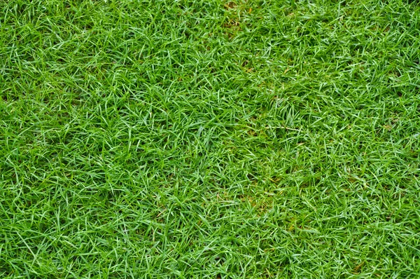 stock image Background beautiful green lawn