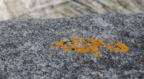 Das gelbe Moos auf dem Felsen — Stockfoto