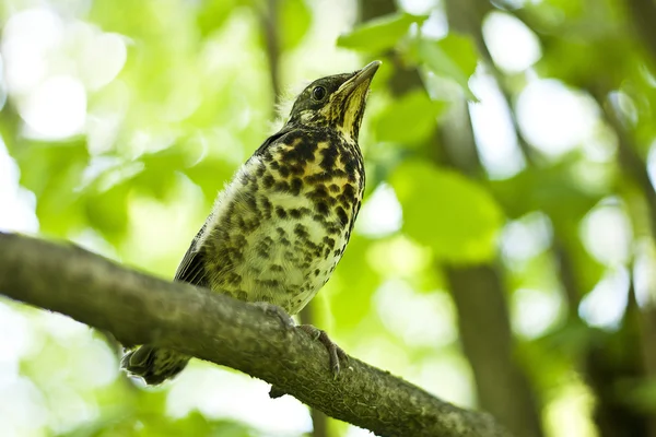 The young thrush sits on a branch — Stock Photo, Image