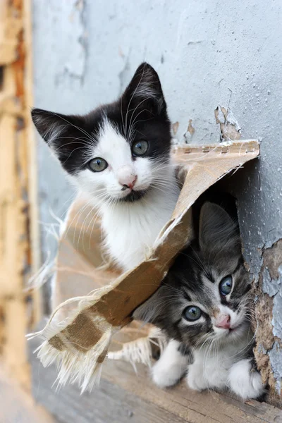 Два забавных бездомных игривых котенка — стоковое фото