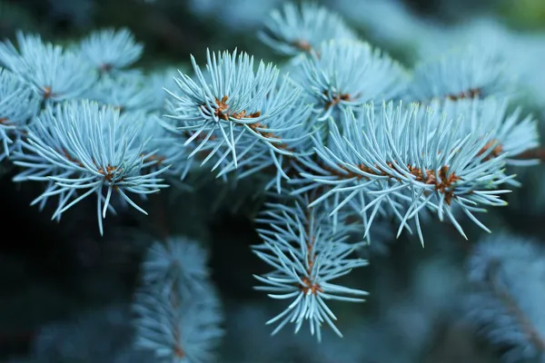 Blue Spruce — Stock Photo, Image