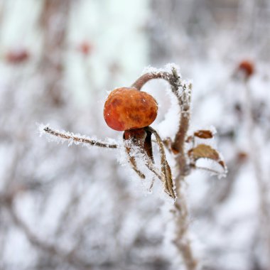 dogrose içinde hoarfrost tatlı