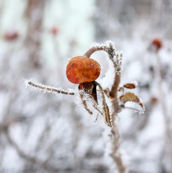 stock image Dogrose in hoarfrost closeup