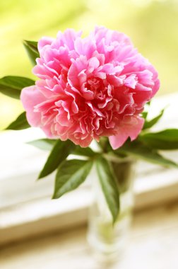 pembe peony vasel olduğunu