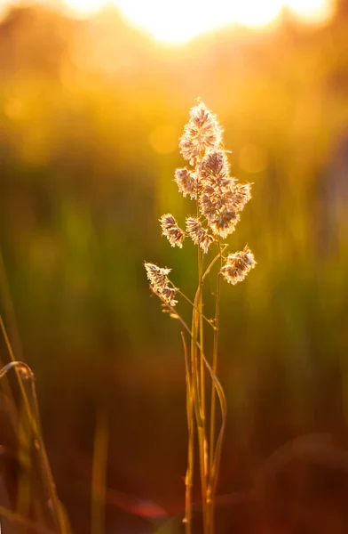 stock image Sunset plant