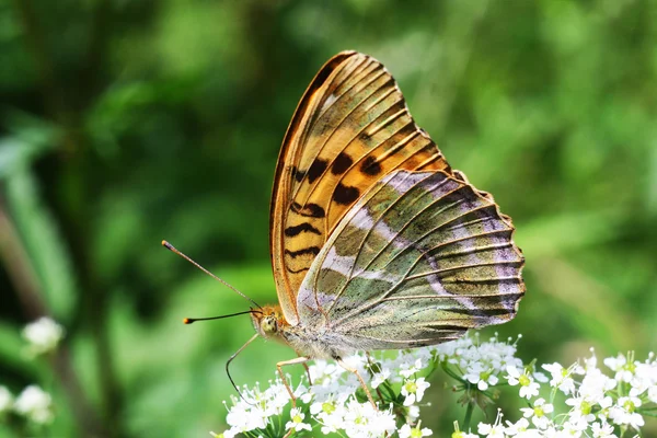 Pomarańczowy motyl perła — Zdjęcie stockowe