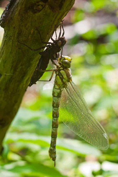 stock image Dragonfly and bug