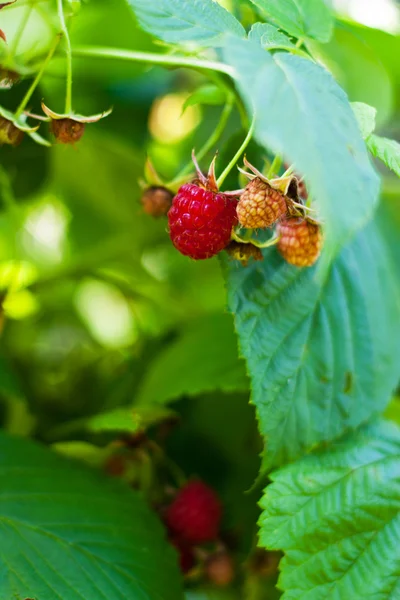 stock image Juicy red ripe raspberry in the garden in summer