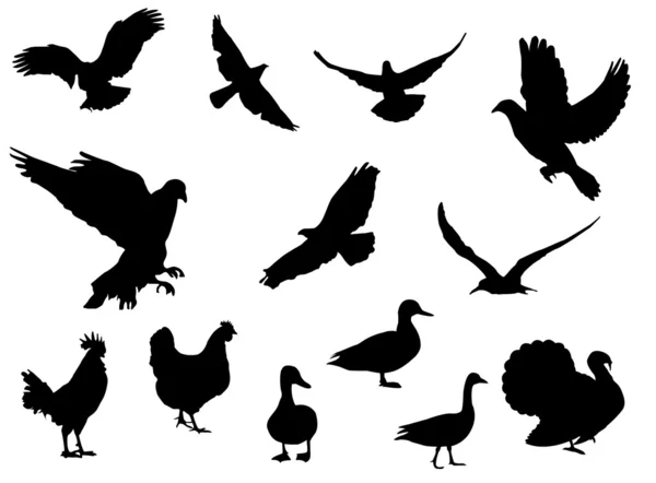 Uccelli neri — Vettoriale Stock