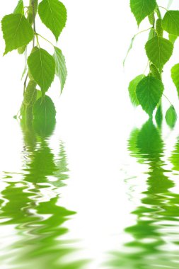 Green leaves in water clipart