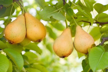 Ripe pears on tree clipart