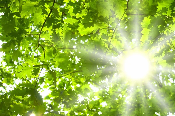 녹색 잎과 태양 — 스톡 사진