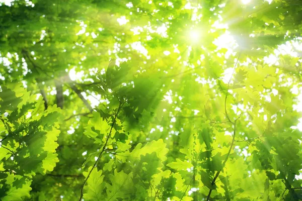 Листья зелёного дуба — стоковое фото