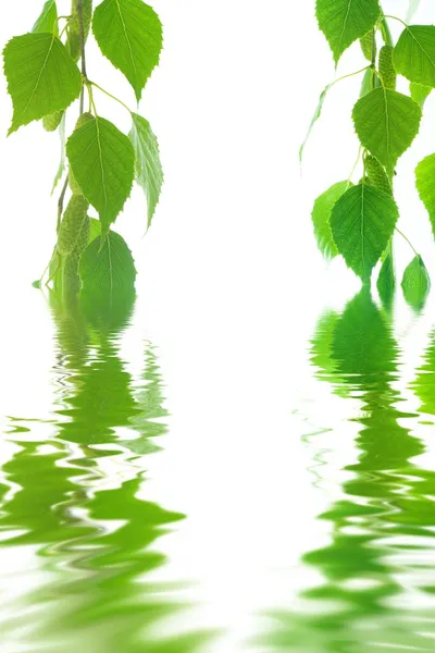 Gröna blad i vatten — Stockfoto
