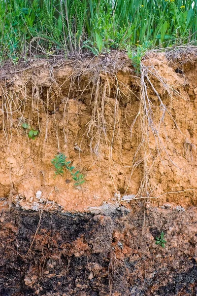 Slice of soil — Stock Photo, Image