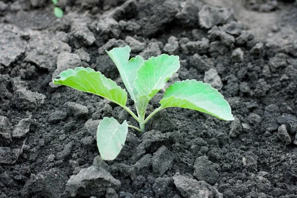 stock image Sprout of cabbage