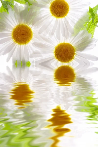Fiore in acqua — Foto Stock