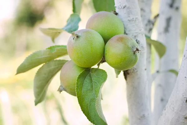 Grüner Apfel am Baum — Stockfoto