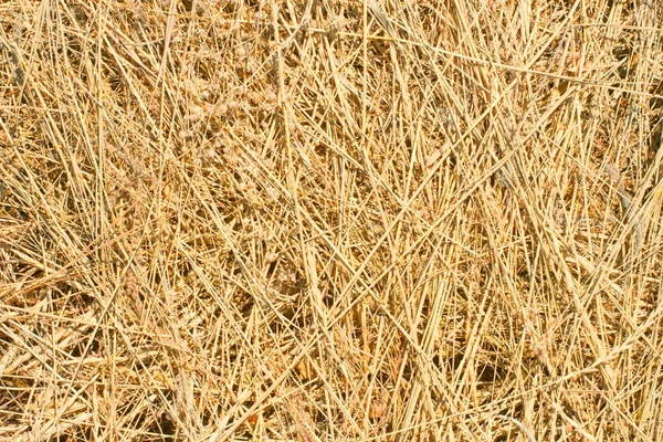 stock image Dry hay